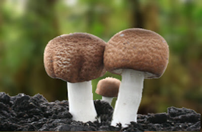 agaricus