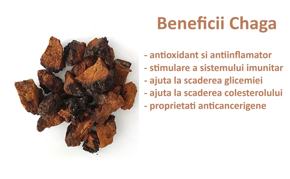 chaga