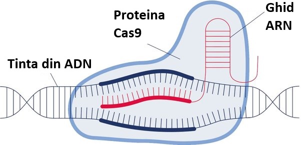 Terapie genetica CRISPR tratament