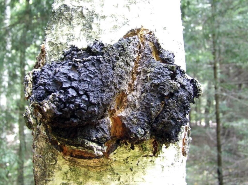 ciuperci chaga