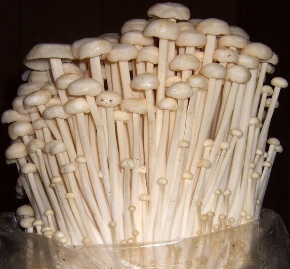 ciuperca enoki