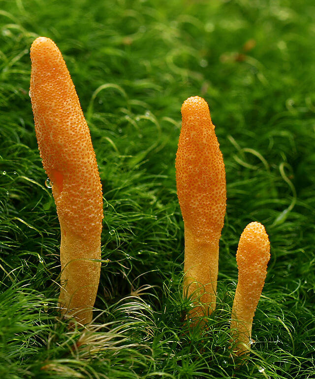 cordyceps