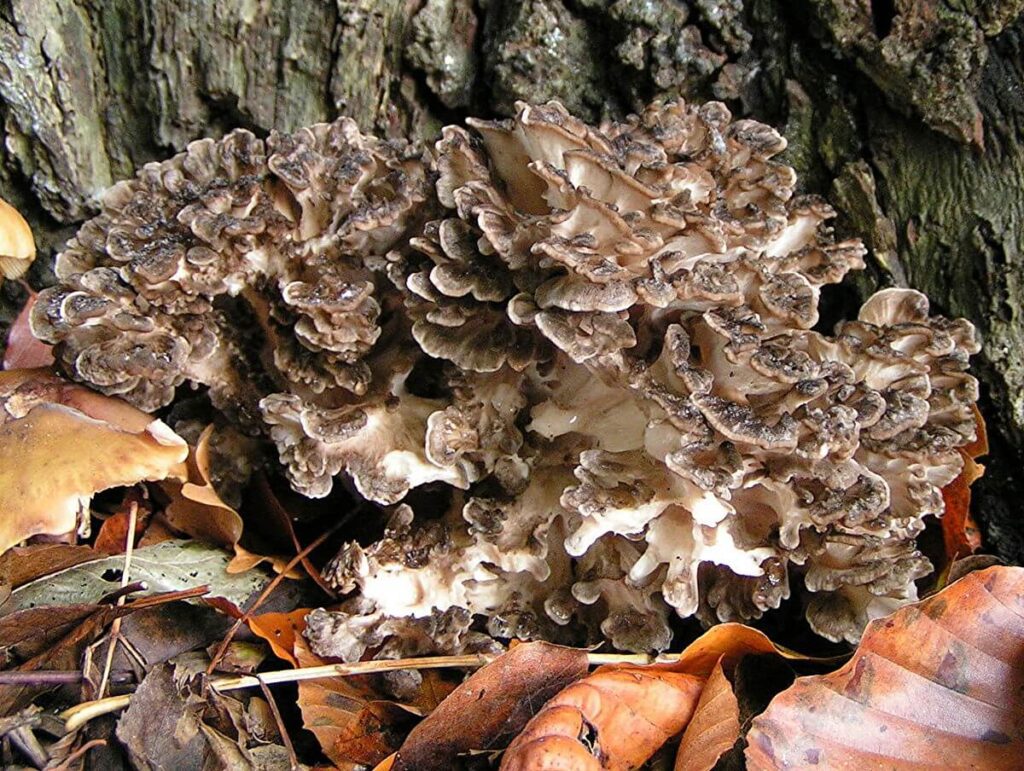 maitake