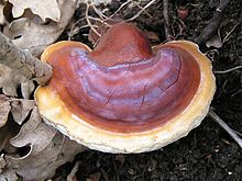 reishi ganoderma