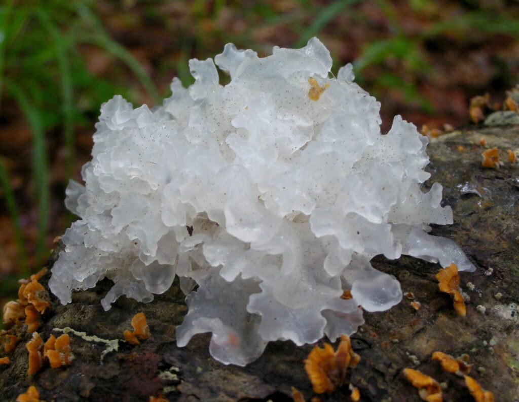 tremella