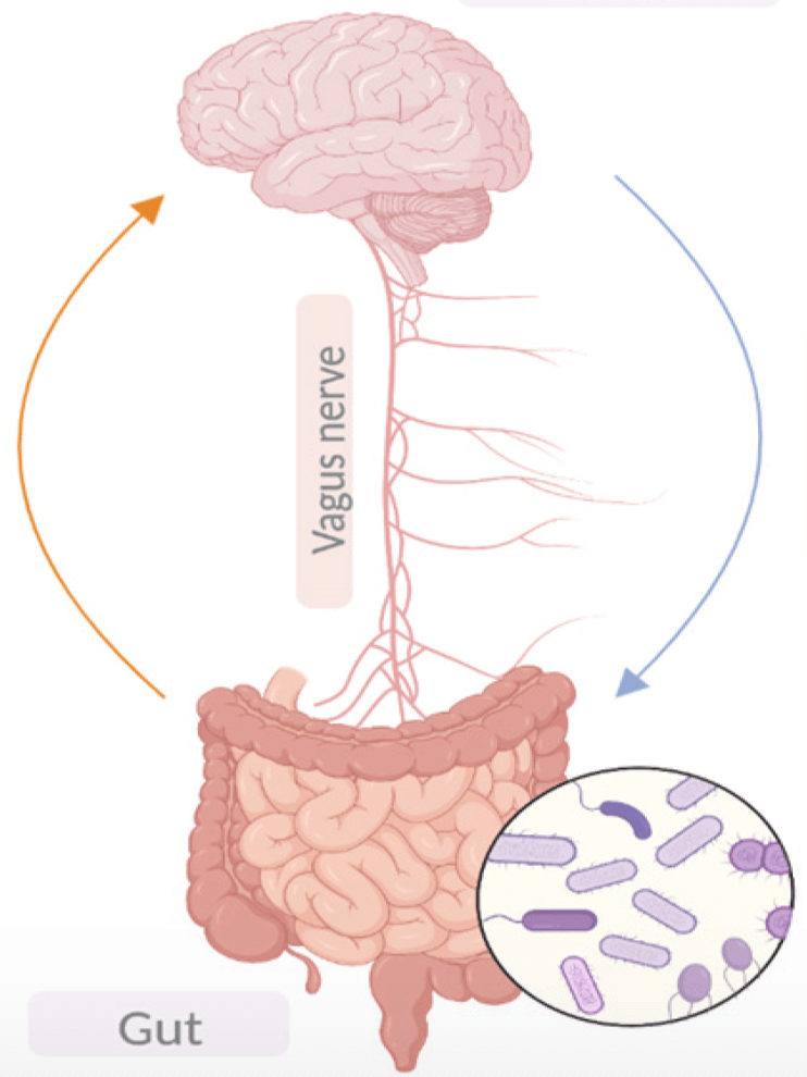 transplant de microbiota intestinala Parkinson