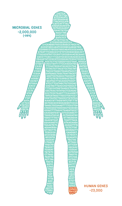 microbiota microbiom
