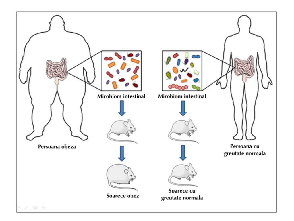 microbiom intestinal probiotice pentru slabit