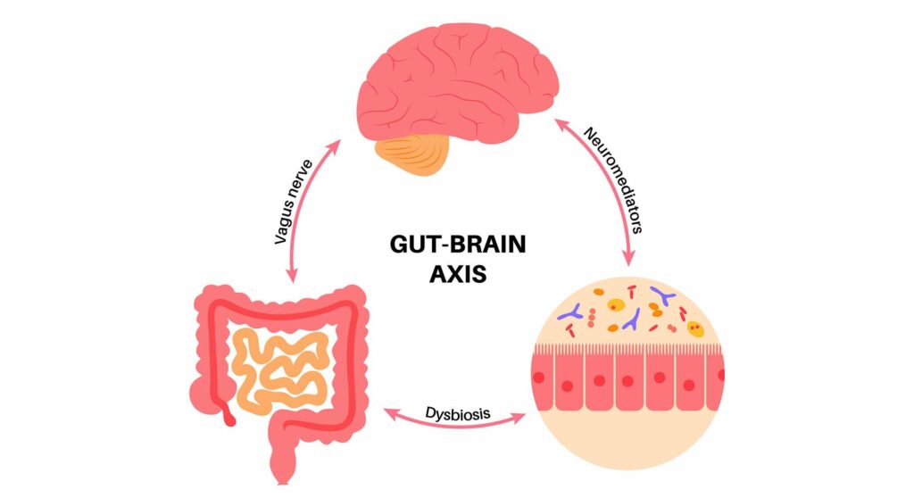 colon iritabil legatura sistemul digestiv si creier